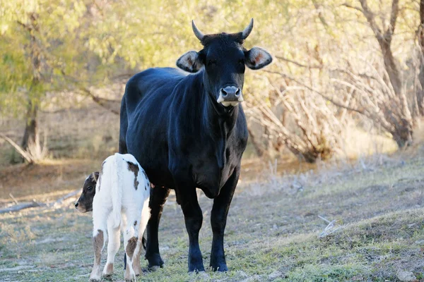 Vaca Con Ternera Otoño Campo Granja Para Pastos Rurales —  Fotos de Stock