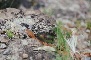Bakır başlı yılan doğada kayaların içinde..