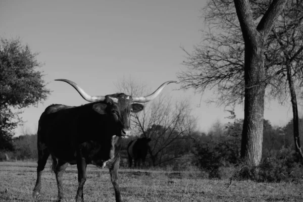 Retrato Vaca Texas Longhorn Com Estilo Preto Branco Rústico — Fotografia de Stock