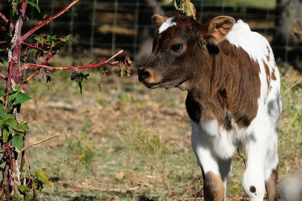 Spotted Calf Autumn Field Ranch Beef Agriculture Industry — Stock Photo, Image