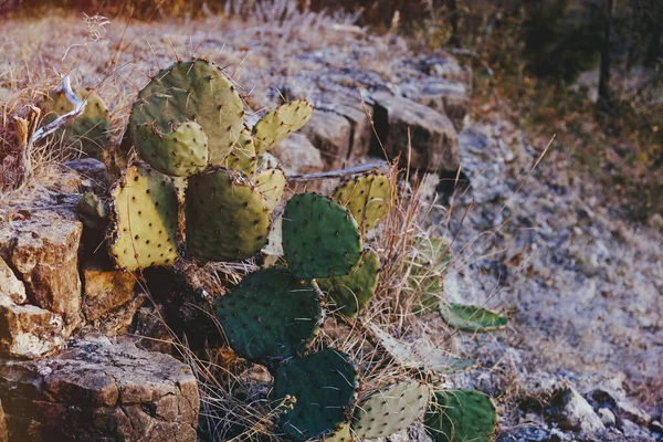 Prickly Päron Kaktus Vinter Stenig Landskap Texas — Stockfoto