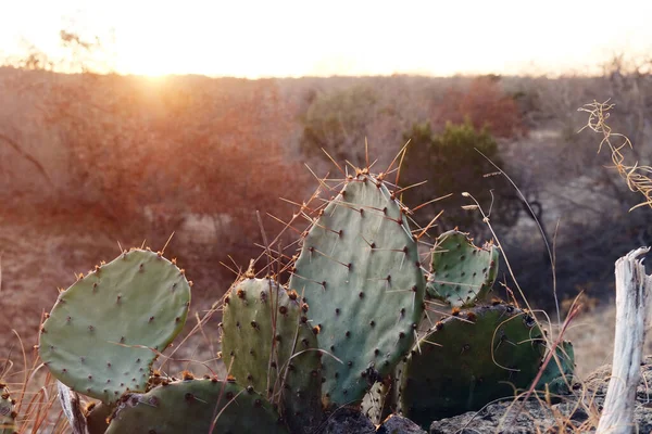 Prickly Pear Cactus Close Winter Sunset Texas Landscape — Stock Photo, Image