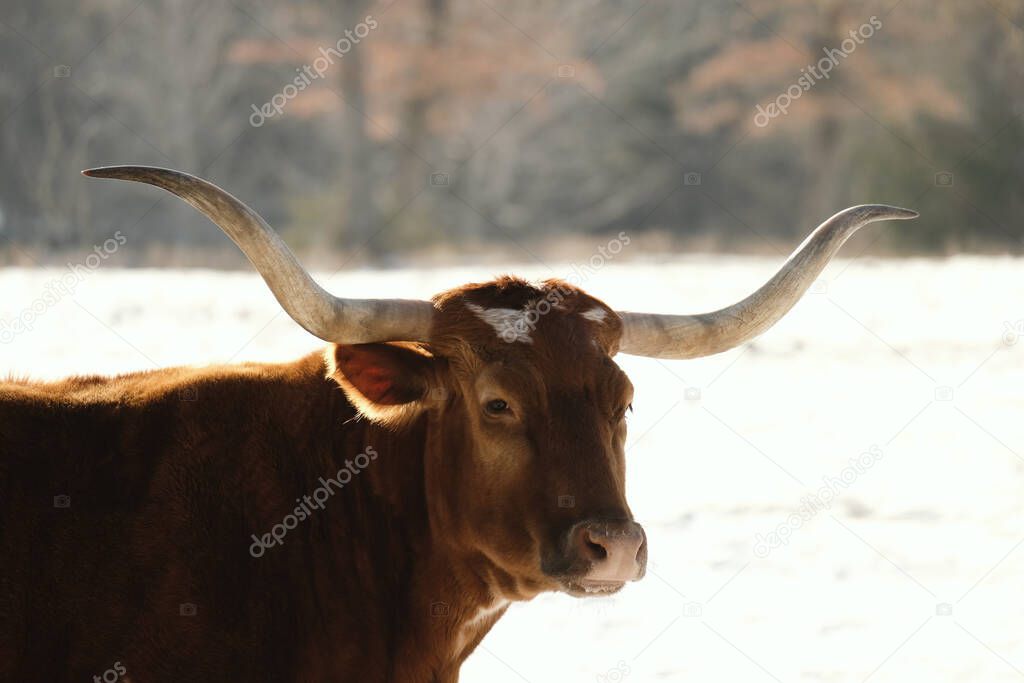 Texas longhorn cow portrait in sunshine with winter snow blurred background.