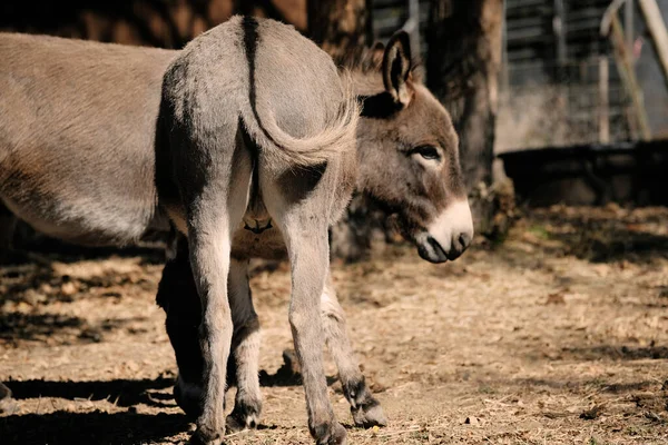 Mini Donkey Butt Close Pair Donkeys Farm Companion Animals — Stockfoto