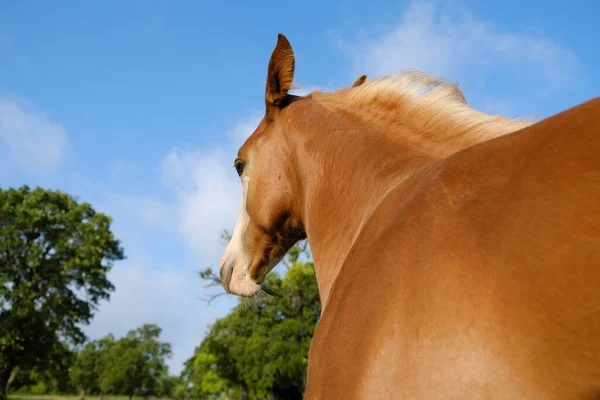 Niski Kąt Widzenia Piękny Brązowy Koń Polu Zielonej Trawy — Zdjęcie stockowe