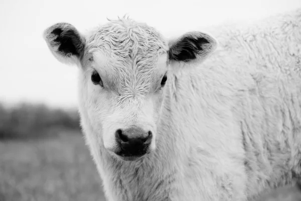 Charolais Bull Calf Portrait Closeup Black White — Stock Photo, Image