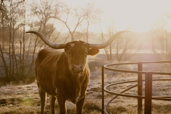 Texas Longhorn Portrait Vache Regardant Caméra Champ Hiver Pendant Lever — Photo