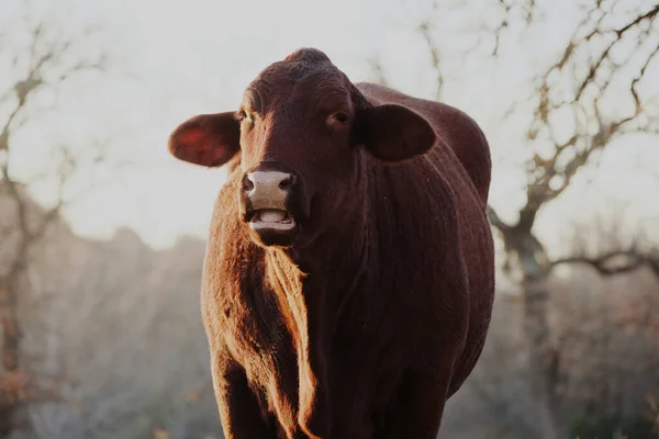 Closeup Shot Brown Cow Field — Stock Photo, Image
