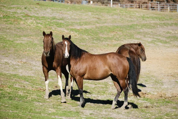 Horses Pasture Beautiful Brown Horses — Stock Photo, Image