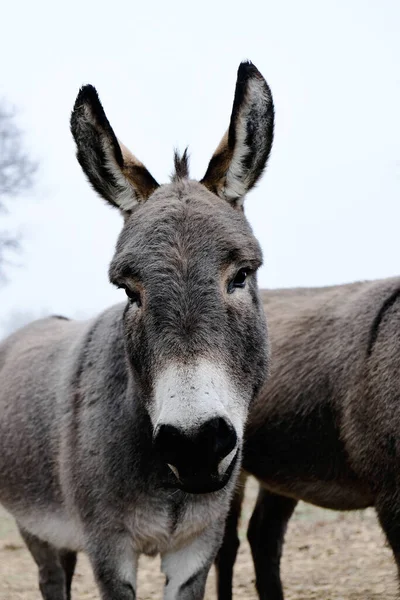 Närbild Skott Söta Åsnor Gården — Stockfoto