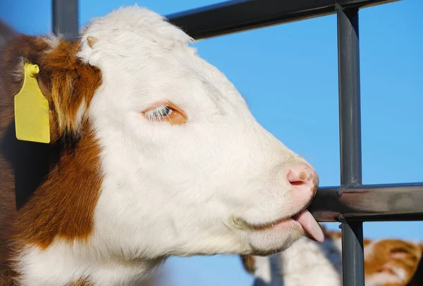 Hereford Calf Licking Fence Close — Stock Photo, Image