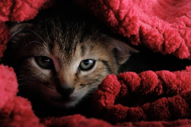 Kırmızı battaniyeli şirin kedi portresi