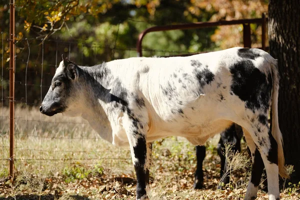 Brahman Noir Blanc Croisé Jeune Vache Debout Dans Ferme — Photo