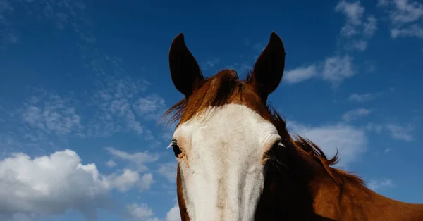 Портрет Красивого Коня Тлі Блакитного Хмарного Неба — стокове фото