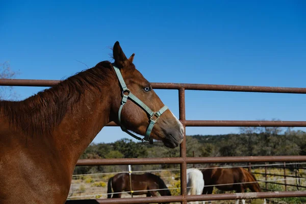 Hermoso Tiro Caballo Marrón Con Ojo Azul —  Fotos de Stock