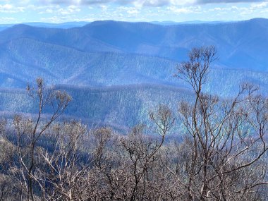 Çalı yangınından 11 ay sonra Avustralya 'nın güney kıyısı.