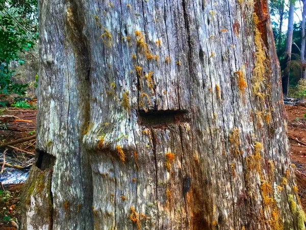 Holes in a tree stump where loggers used to insert boards into the tree to stand on while they sawed.