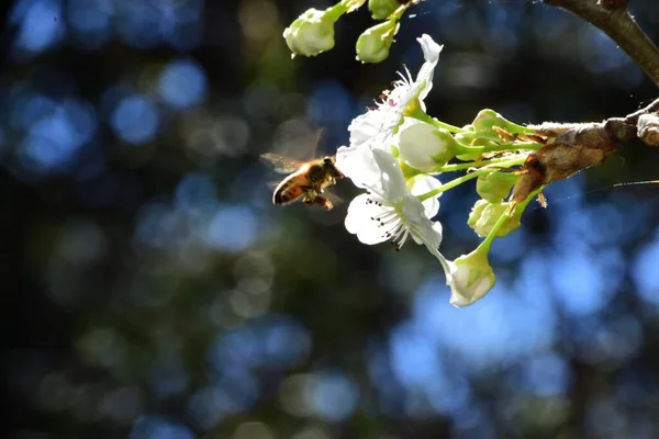 Eine Biene Bestäubt Weiße Fruchtblüten Mit Blauem Hintergrund — Stockfoto