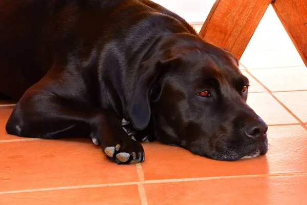 Labrador Negro Tendido Sobre Baldosas — Foto de Stock