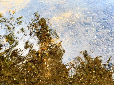 Sadece sudaki ağaçların yansıması.