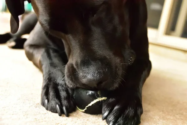 Roztomilý Černý Labrador Žvýkání Černý Tenisový Míček — Stock fotografie