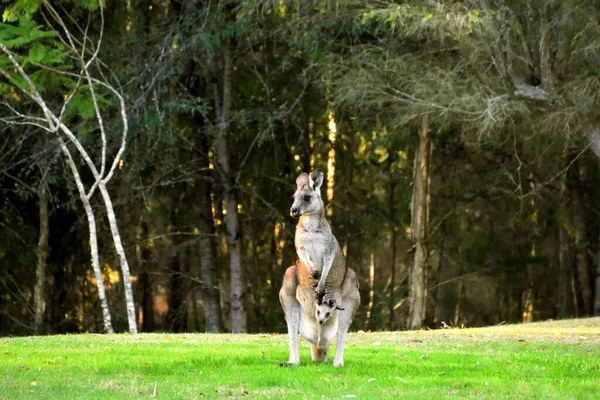 Bir Kanguru Joey Çimlerin Üzerinde — Stok fotoğraf