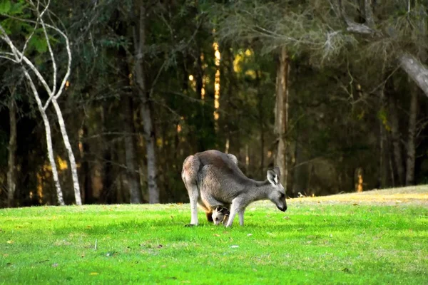 Canguro Con Suo Joey Sull Erba — Foto Stock