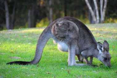 Bir kanguru Joey 'i çimlerin üzerinde
