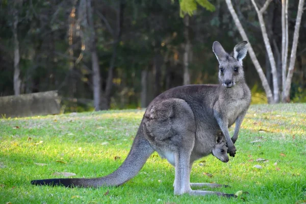 Kangaroo Her Joey Grass — Stock Photo, Image