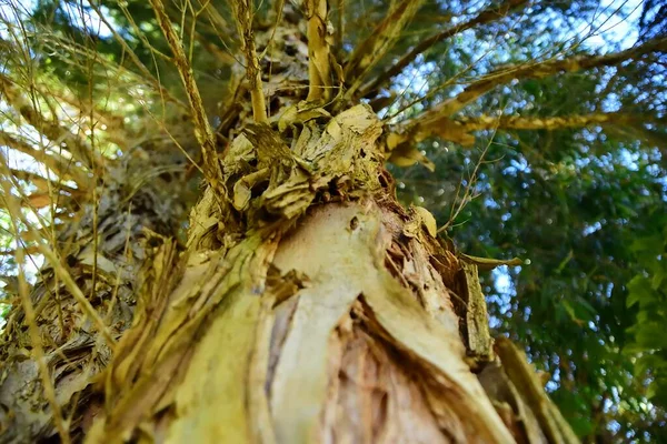 Albero Corteccia Nativo Australiano — Foto Stock