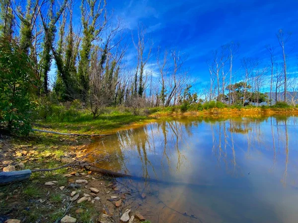 Een Kreek Omringd Door Door Door Vuur Aangetaste Bomen — Stockfoto