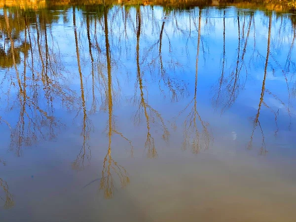 Een Weerspiegeling Van Kale Bomen Een Kreek — Stockfoto