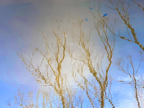 Ein Spiegelbild Kahler Bäume Einem Bach — Stockfoto