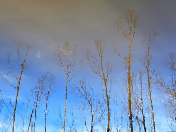 Reflexo Árvores Nuas Riacho — Fotografia de Stock
