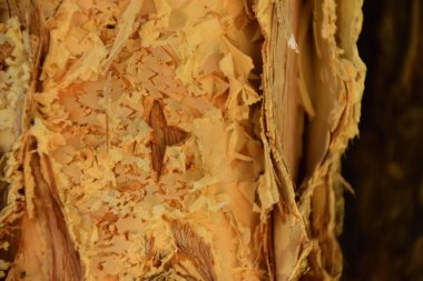 Bir kağıt kabuğunun gövdesine yakın plan.