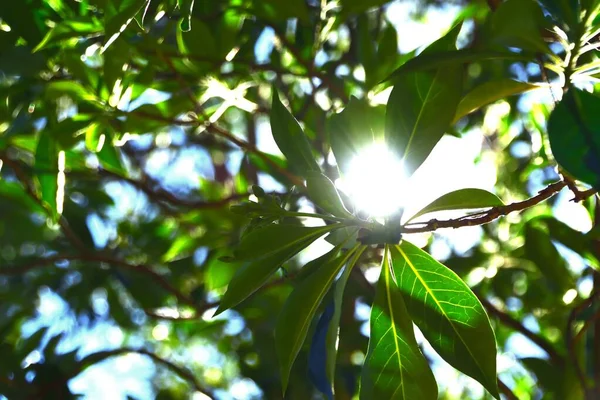 Sol Brilhando Brilhante Através Folhas Verdes — Fotografia de Stock