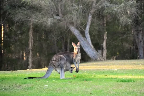 Bir Kanguru Joey Çimlerin Üzerinde — Stok fotoğraf