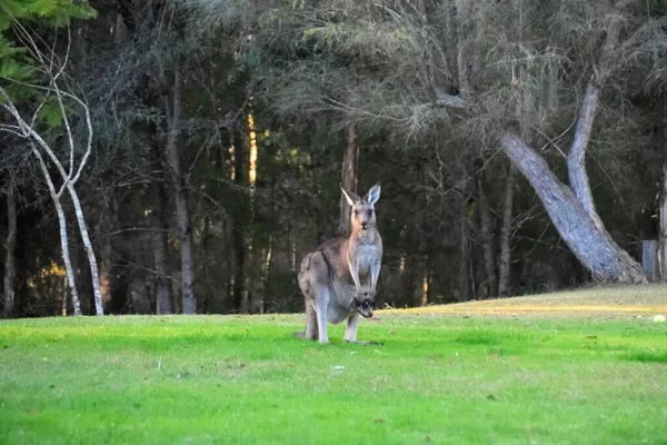 Ein Känguru Mit Ihrer Joey Gras — Stockfoto
