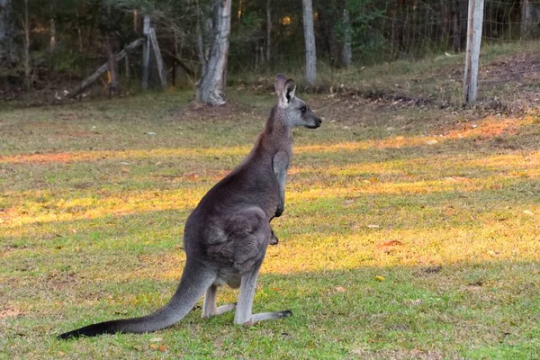 Kangaroo Her Joey Grass — Stock Photo, Image