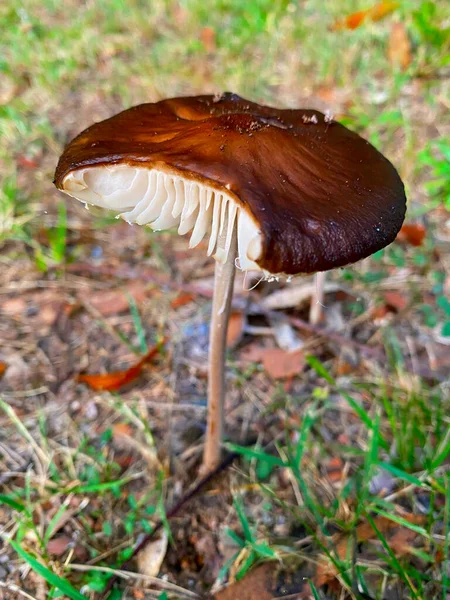 Cogumelo Selvagem Oudemansiella Gigaspora Com Uma Mordida Tirada Dele — Fotografia de Stock