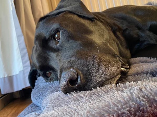 Een Zwarte Labrador Zijn Bed Rustend — Stockfoto