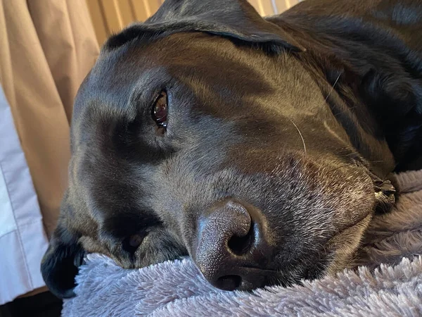 Een Zwarte Labrador Zijn Bed Rustend — Stockfoto