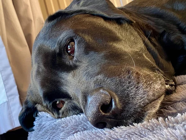 Een Zwarte Labrador Zijn Bed Rustend — Stockfoto