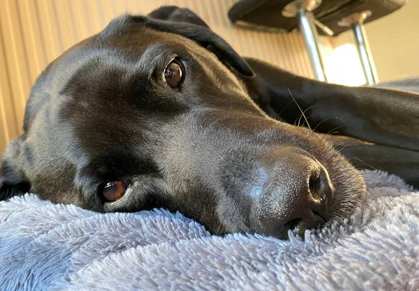 躺在床上的一只黑色拉布拉多犬 — 图库照片
