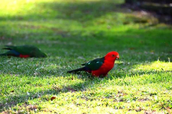 Male King Parrot Grass — Stock Photo, Image