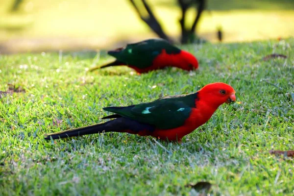 Male King Parrot Grass — Stock Photo, Image