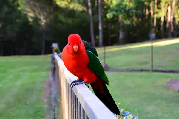 Male King Parrot Fence — Stock Photo, Image