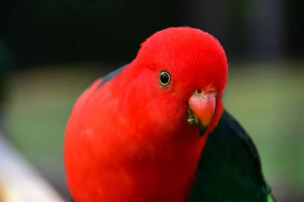 Papagaio Rei Macho Uma Cerca — Fotografia de Stock