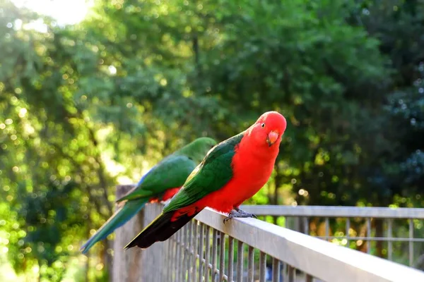 Férfi Király Papagáj Kerítésen — Stock Fotó