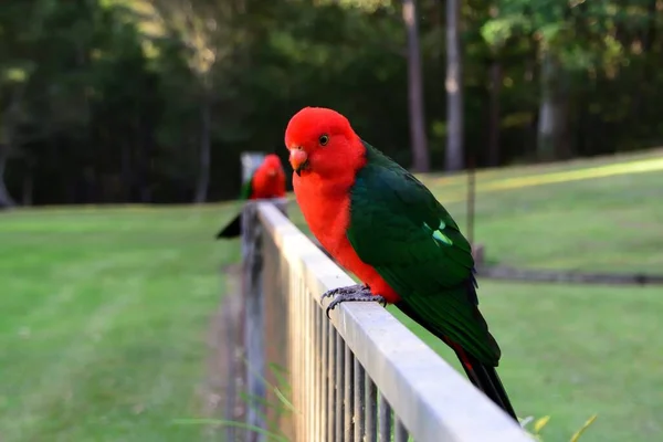Férfi Király Papagáj Kerítésen — Stock Fotó